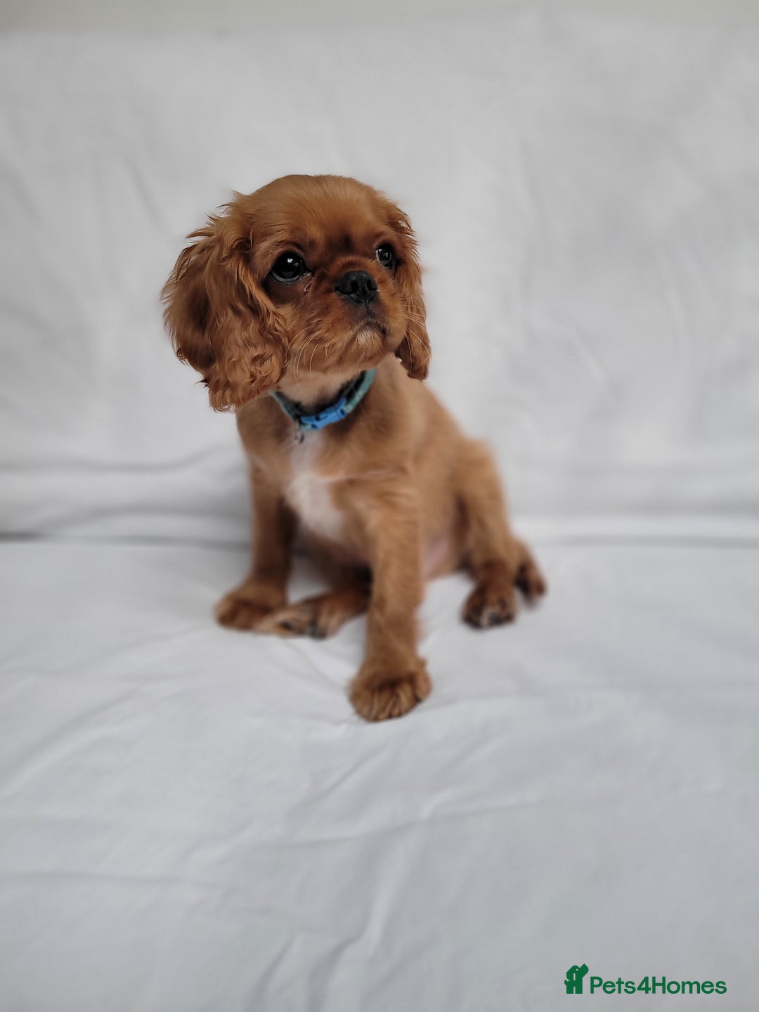 Cavalier King Charles Spaniel dogs for sale: Stunning Cavalier Puppies–Champ Blood,HealthTested - Image 1