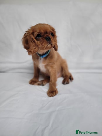 Cavalier King Charles Spaniel dogs - Advert 3