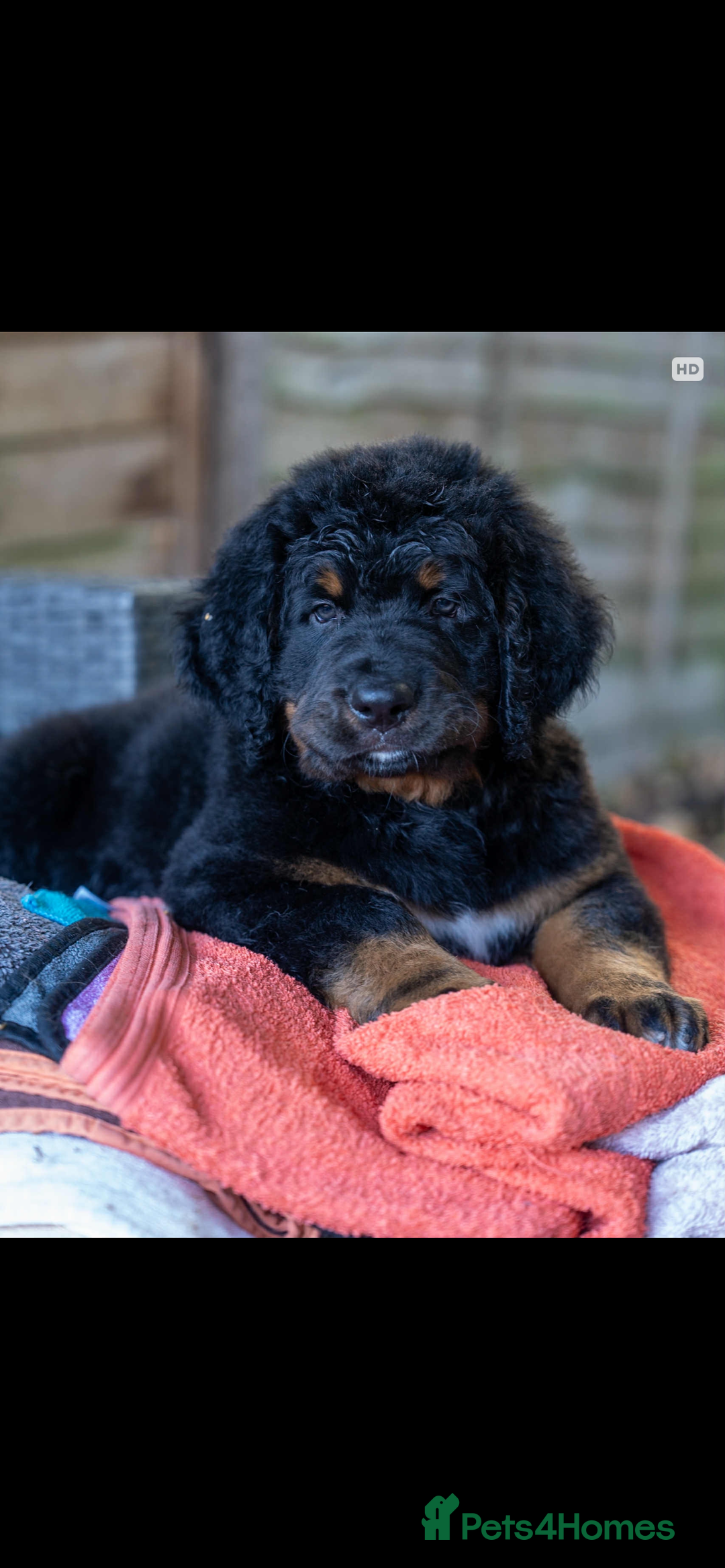 Bernedoodle dogs for sale: Bernese x poodle - Image 7