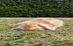 English Lop rabbits for sale: 6 adorable bunnies £60 each ready for a fun home  - Image 15