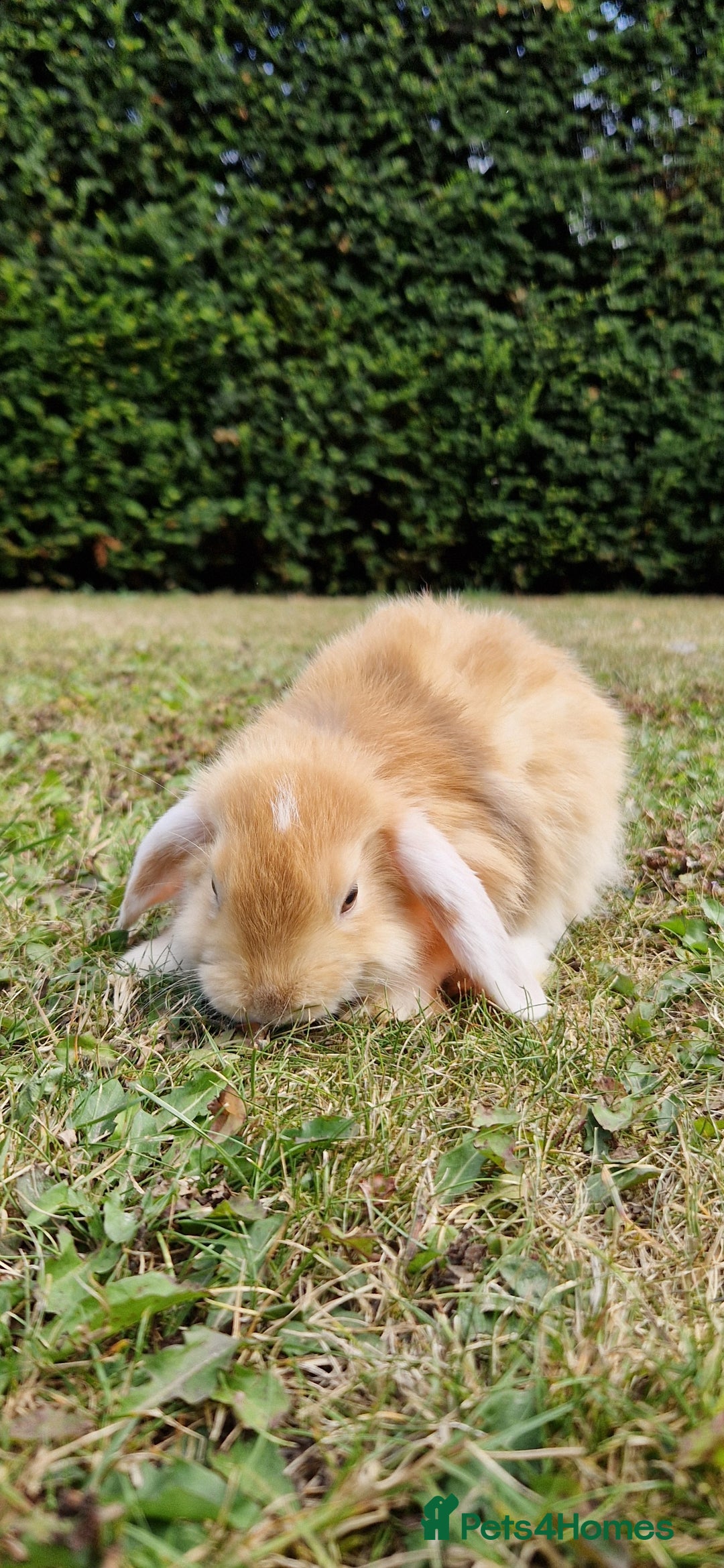 English Lop rabbits for sale: 6 adorable bunnies £60 each ready for a fun home  - Image 15