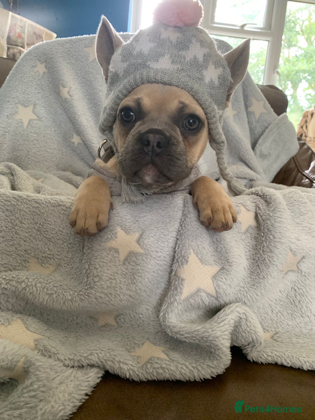French Bulldog dogs for sale: Family Raised French Bulldog Girls - Image 6