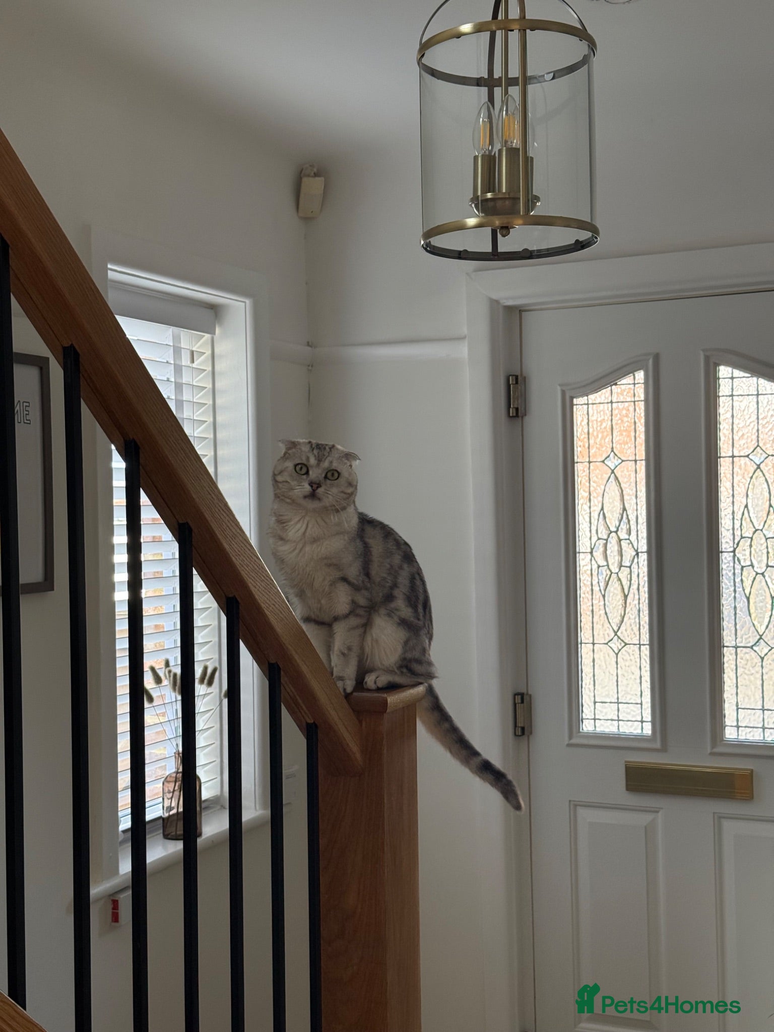 Scottish Fold cats Freddie 2 year old - Advert 3