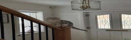 Scottish Fold cats for sale: Freddie 2 year old - Advert 1