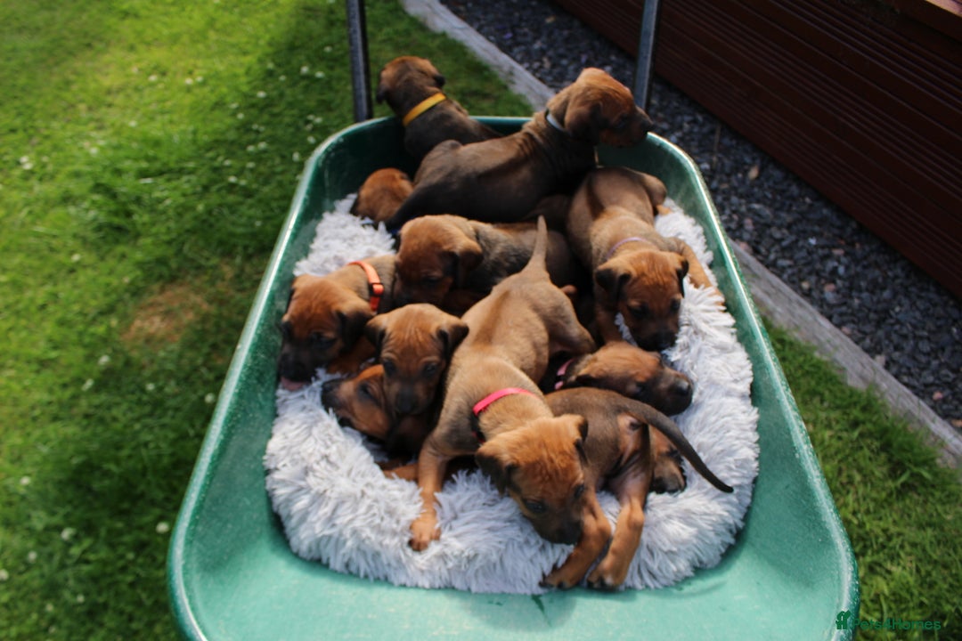 Rhodesian Ridgeback dogs for sale: Stunning Rhodesian RidgeBack Pups.. - Image 28