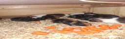 Guinea Pig rodents for sale: Guniea pigs males and females - Advert 1