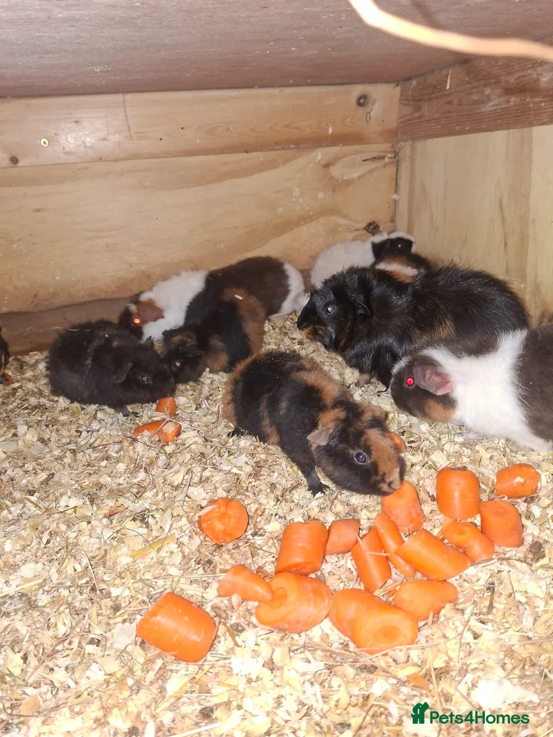 Guinea Pig rodents for sale: Guniea pigs males and females - Advert 1