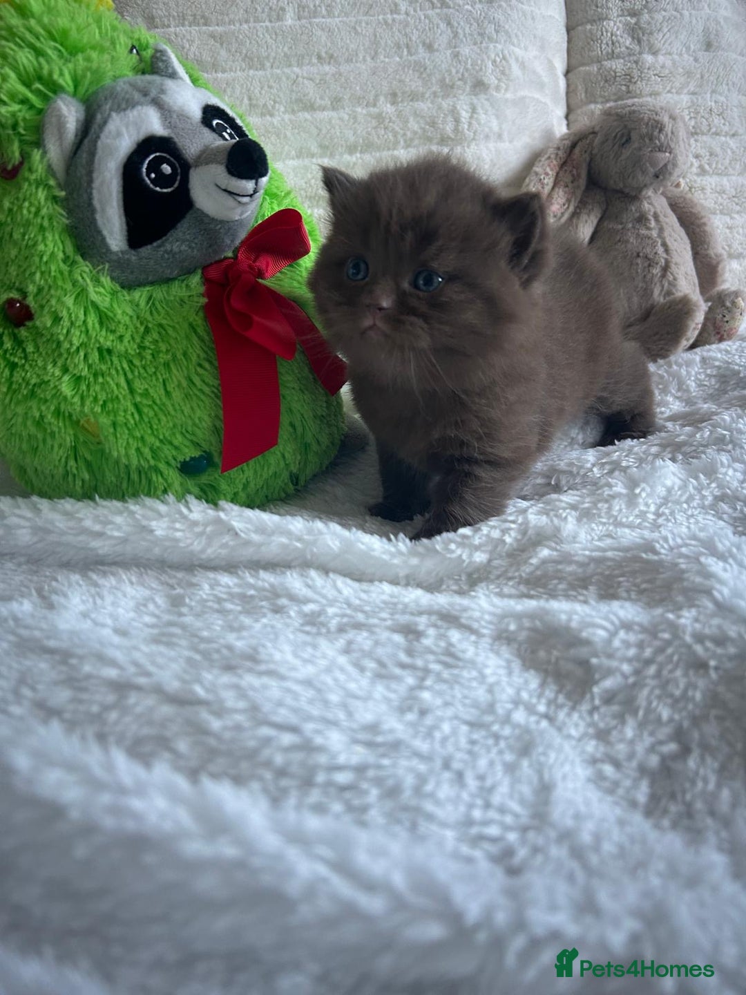 British Shorthair cats for sale: GCCF BRITISH SHORTHAIR KITTENS - Advert 15