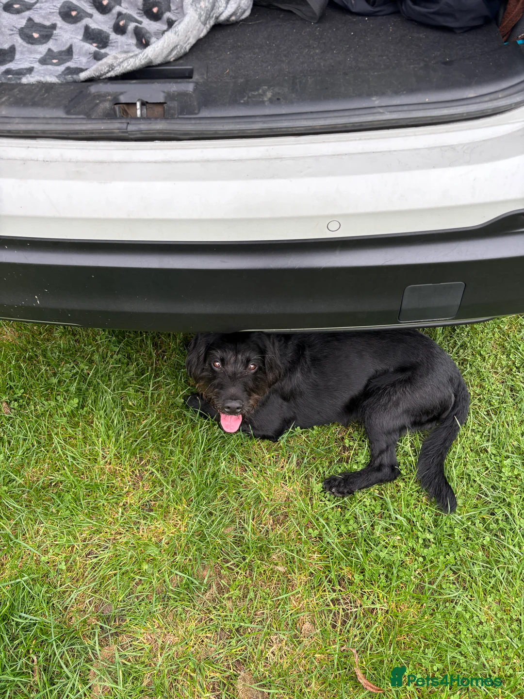 Mixed Breed dogs for stud: Bedlington cocker spaniel stud  - Advert 6