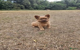 Mixed Breed dogs for sale: Chocolate frenchie X Chow carrying pink  - Image 12
