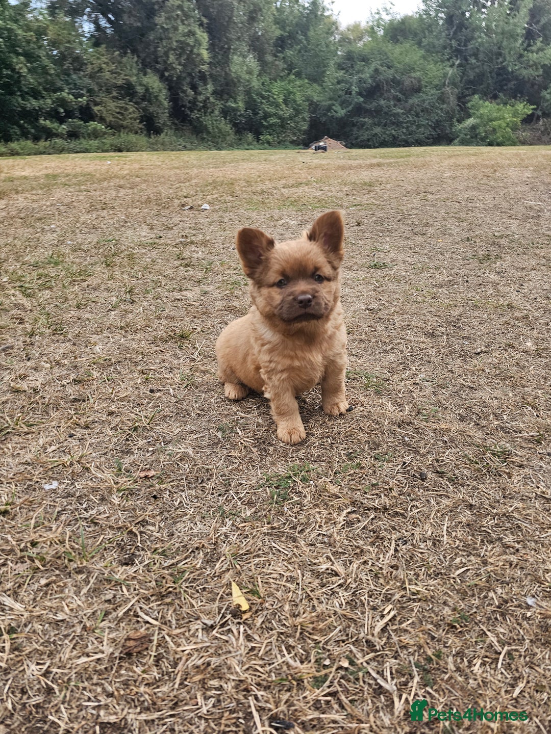 Mixed Breed dogs for sale: Chocolate frenchie X Chow carrying pink  - Image 12
