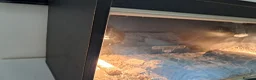 Hermann Tortoise reptiles for sale: Hermann tortoise  - Advert 2