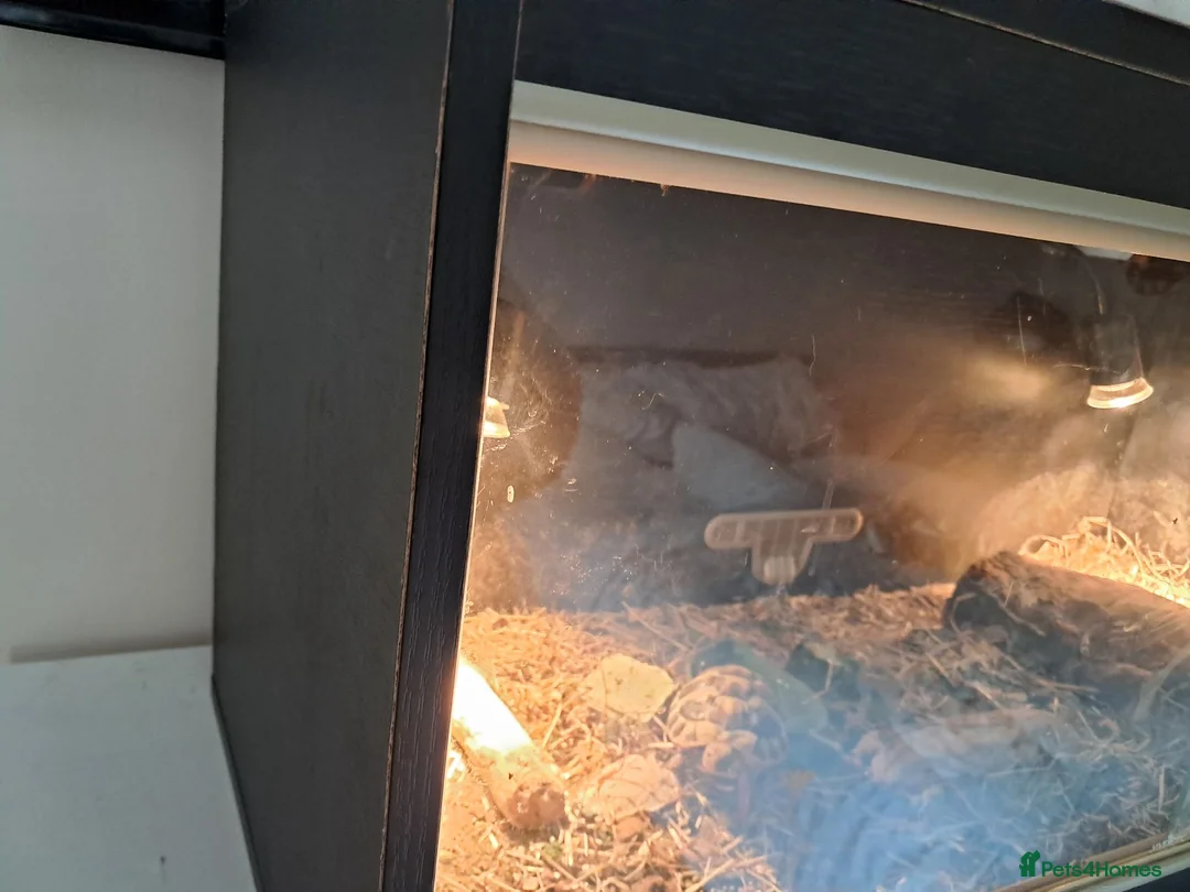 Hermann Tortoise reptiles for sale: Hermann tortoise  - Advert 2