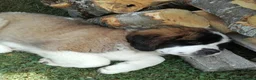 Saint Bernard dogs for sale: Little Nap-Time Buddies with Big Hearts in Huddersfield - Advert 9