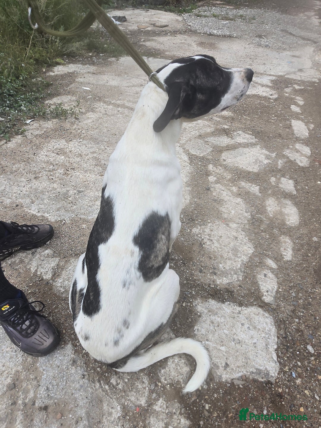 Mixed Breed dogs for sale: PresaAlabai - Advert 10