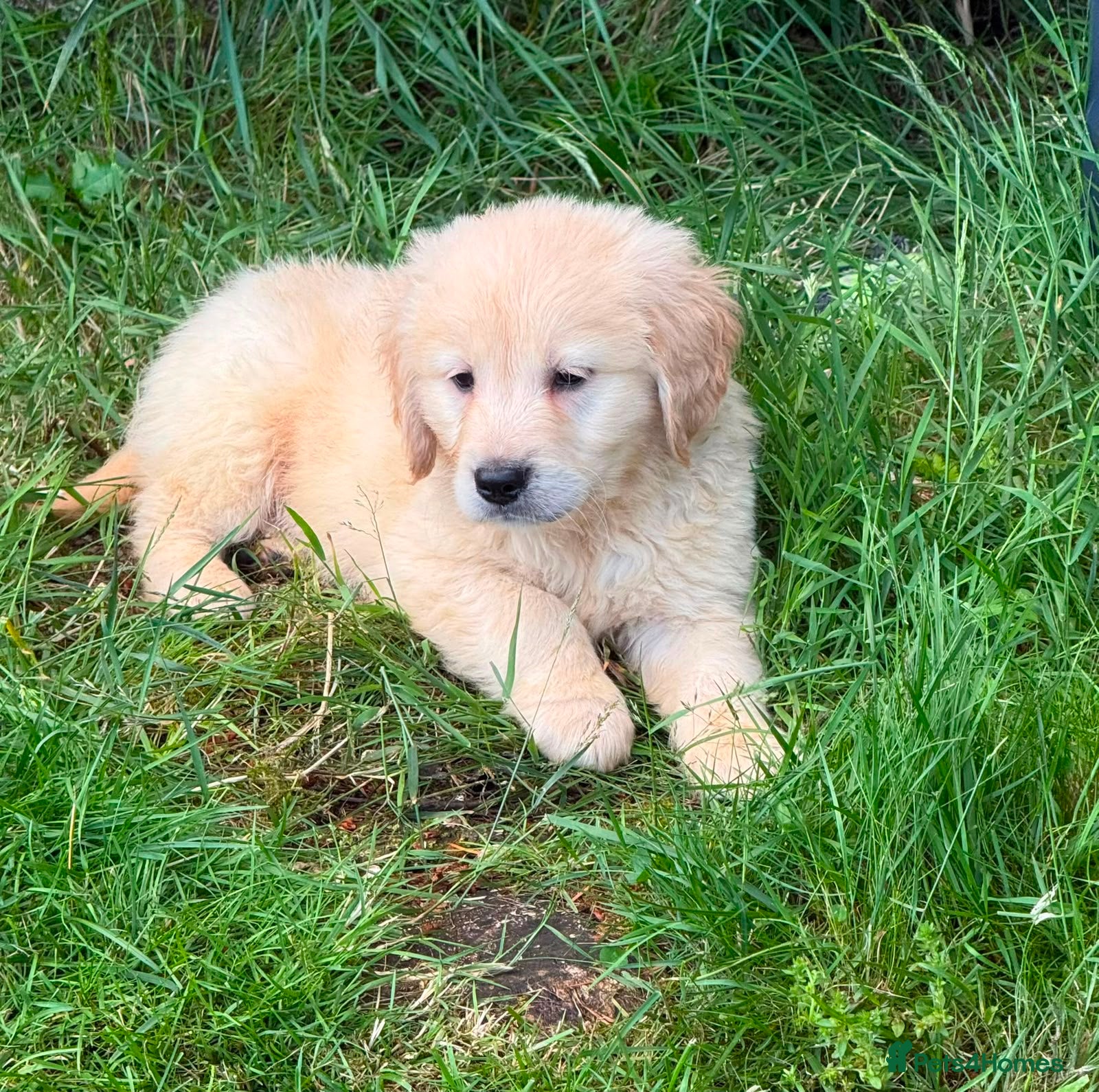 Golden Retriever dogs Golden Retriever PUPPIES Last pup  - Advert 1