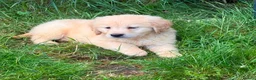 Golden Retriever dogs for sale: GOLDEN RETREIVER PUPPIES - Advert 6