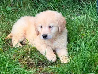 Golden Retriever dogs Golden Retriever PUPPIES Last pup - Advert 1