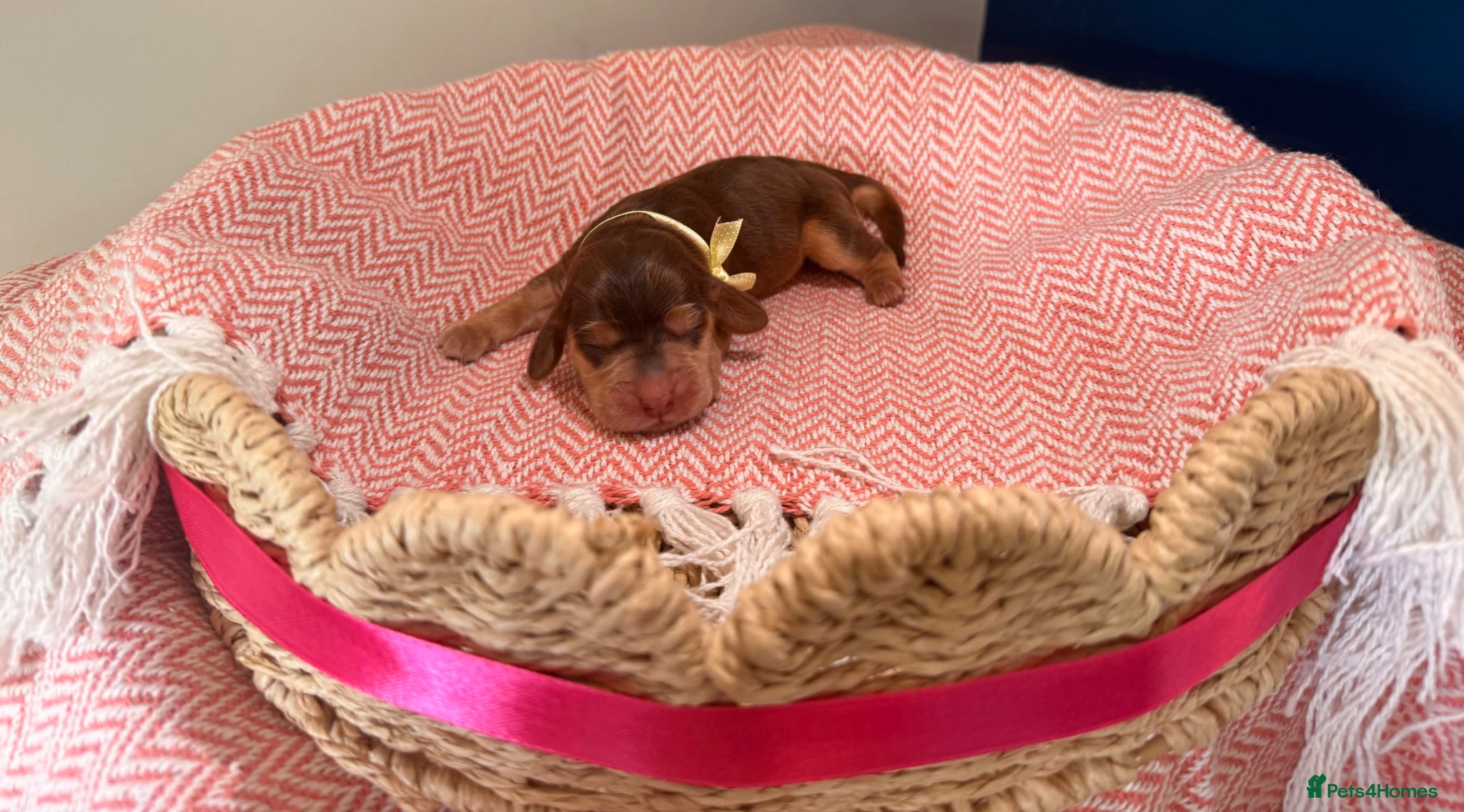 Cocker Spaniel dogs Outstanding KC registered Cocker Spaniel Puppies  - Advert 1