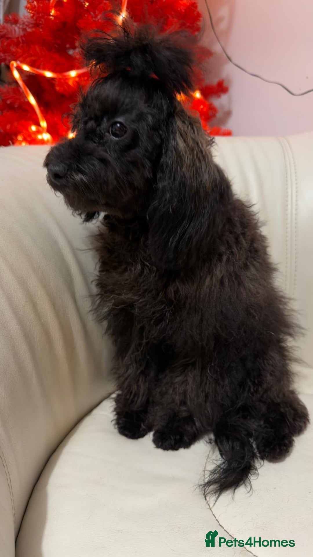 Mixed Breed dogs for sale: Asian toy poodle boy  - Advert 6