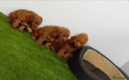 Cockapoo dogs for sale: Cockapoo - Image 7