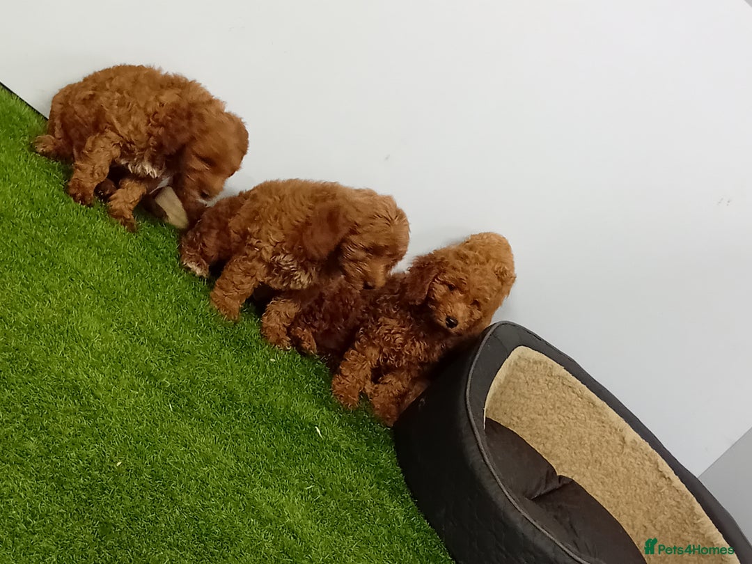 Cockapoo dogs for sale: Cockapoo - Image 7