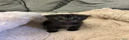 Scottish Fold cats for sale: Ragdoll x Scottish Fold - litter of 4!  - Advert 2