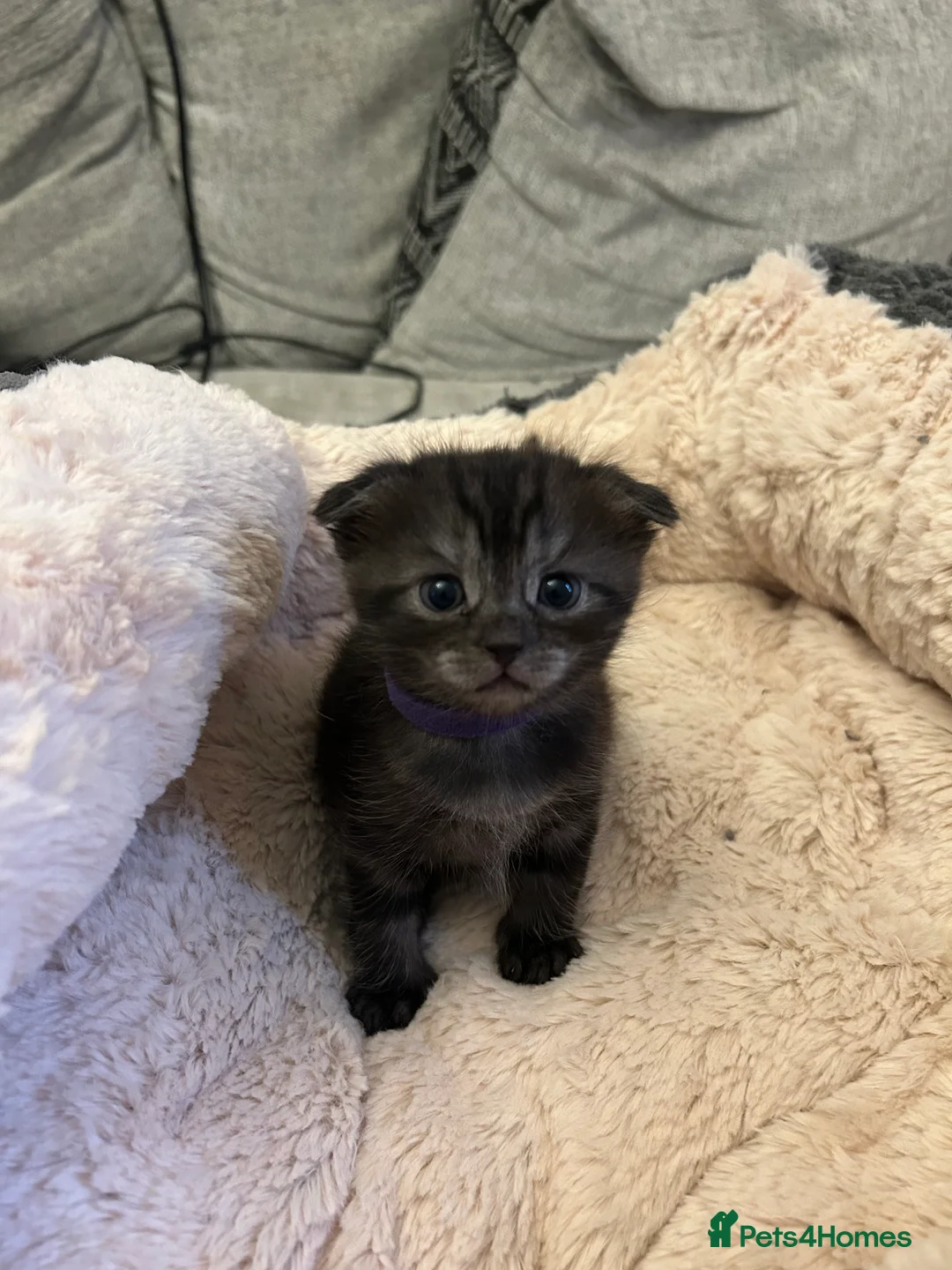 Scottish Fold cats for sale: Ragdoll x Scottish Fold - litter of 4!  - Advert 2