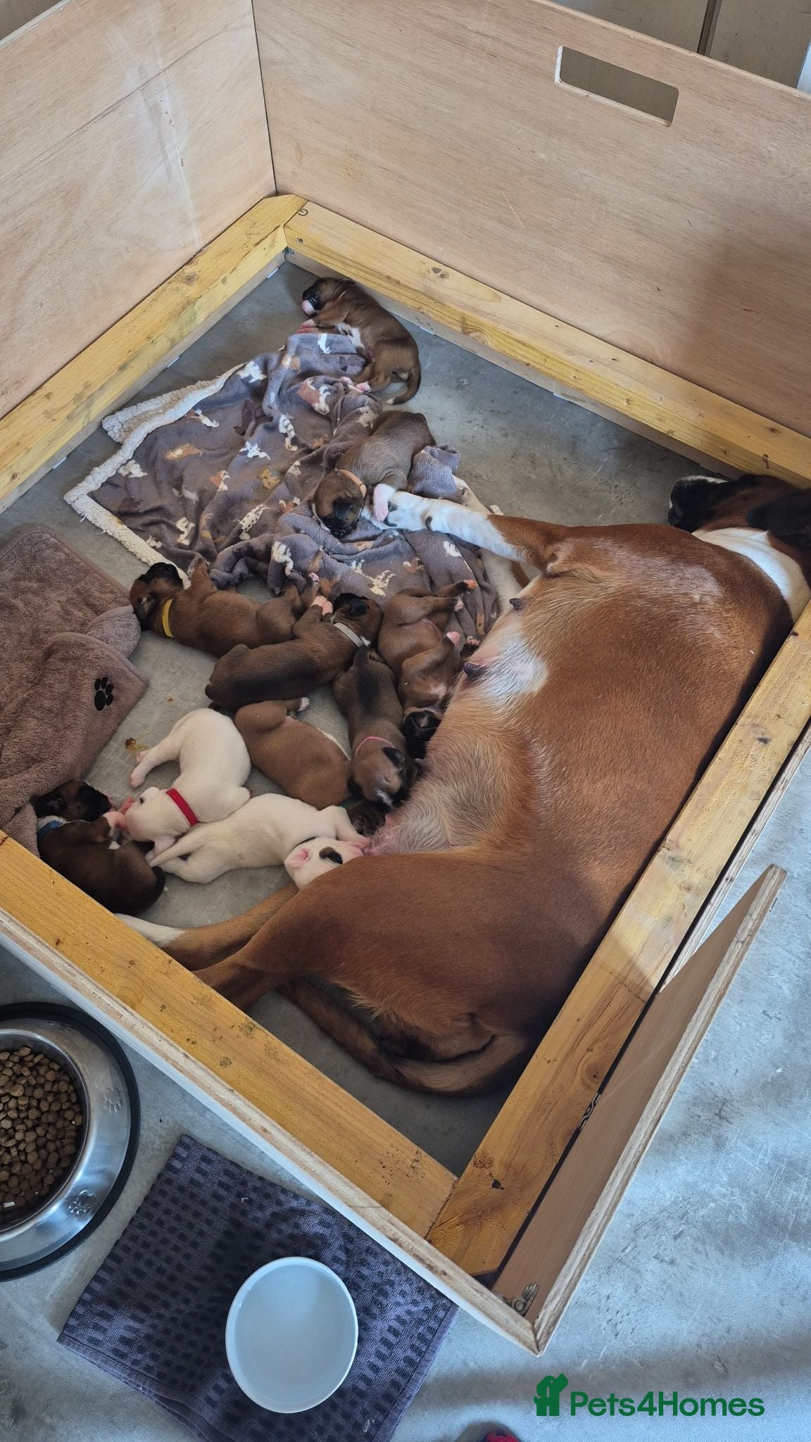 Boxer dogs 4 Beautiful Boxer Pups  - Advert 1