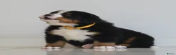 Bernese Mountain Dog dogs for sale: KC REGISTERED BERNEESE PUPPIES  - Advert 23