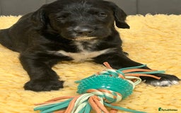 Mixed Breed dogs for sale: Rare Dalmadoodles - Image 31