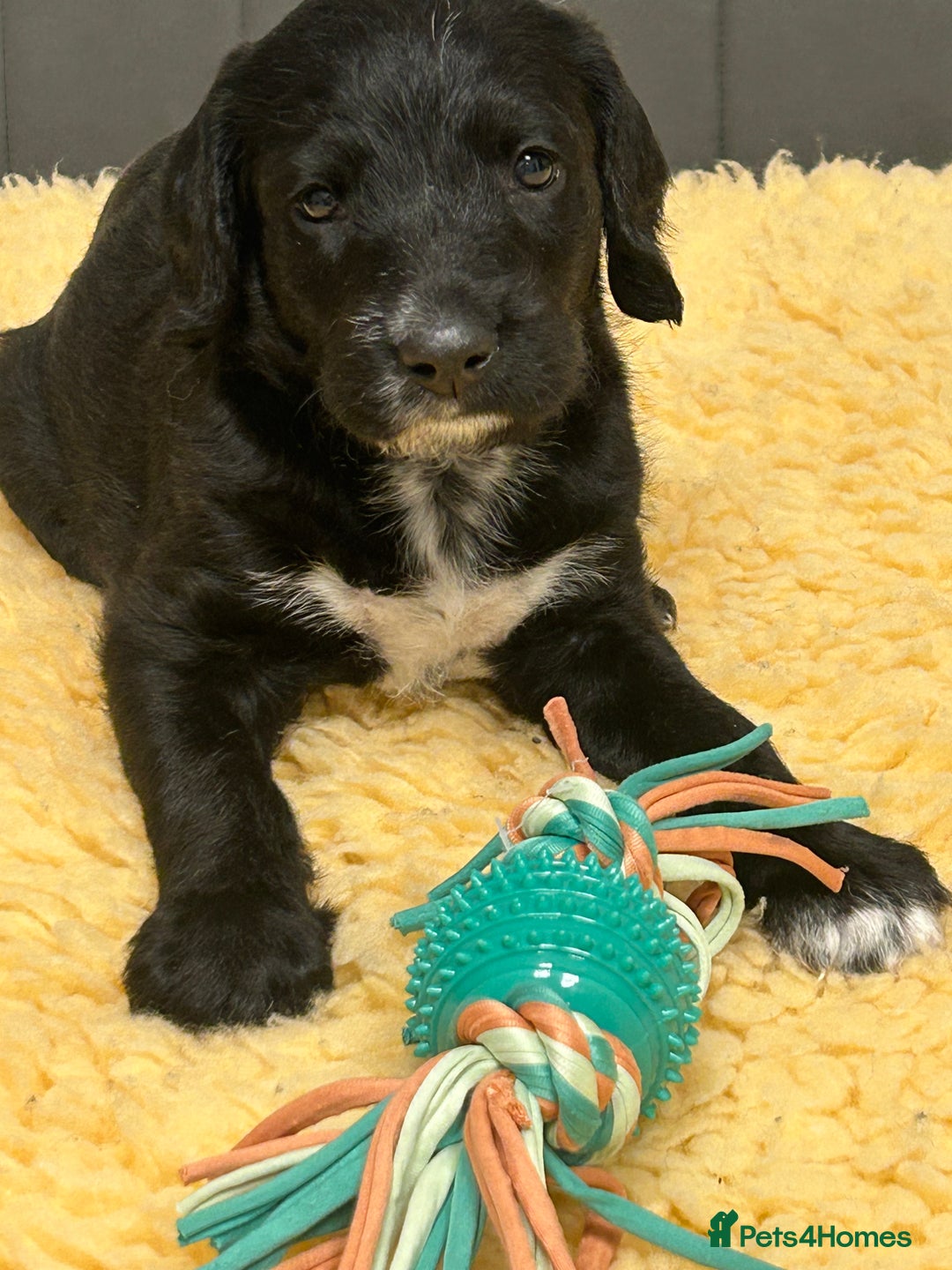 Mixed Breed dogs for sale: Rare Dalmadoodles - Image 31