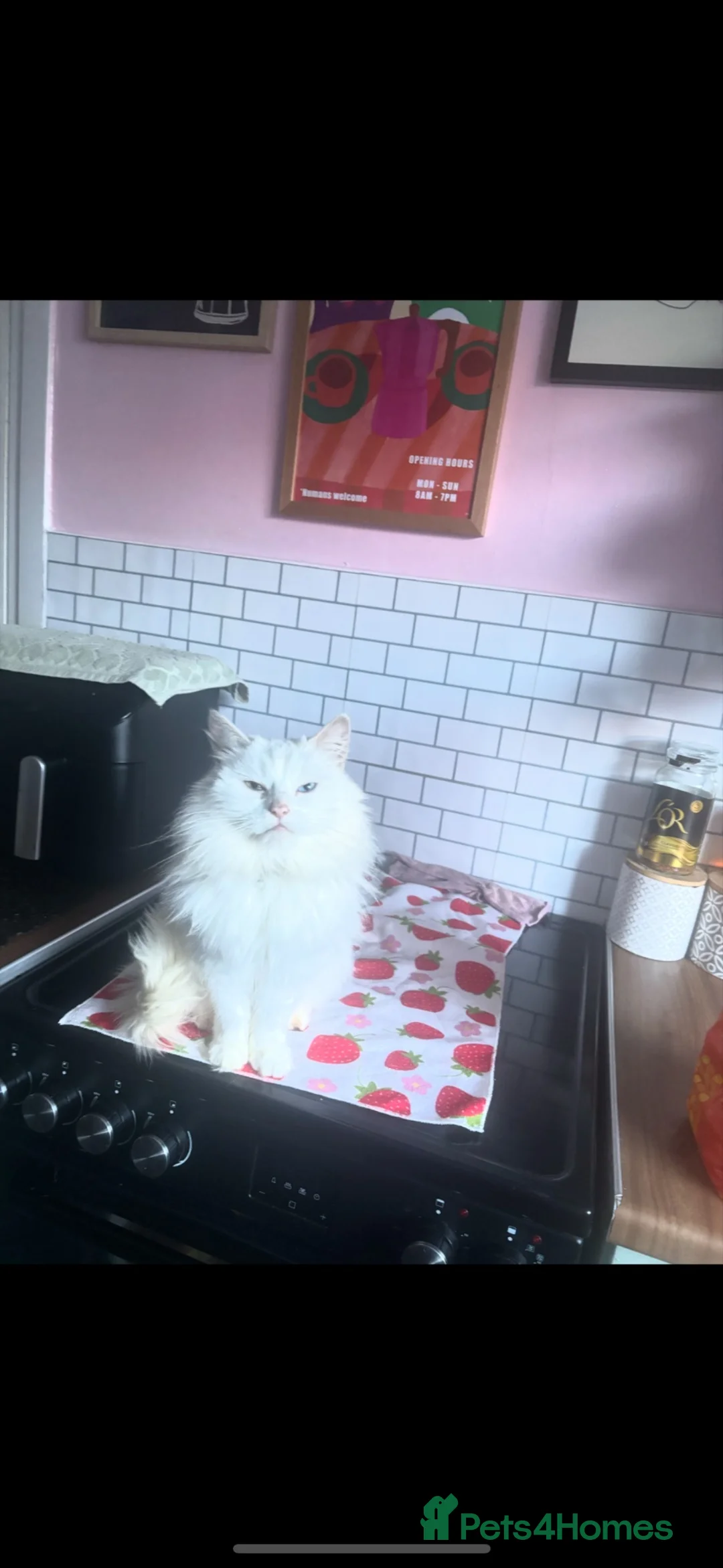 Turkish Van cats for sale: ❤️Beautiful marshmallow❤️ - Advert 1