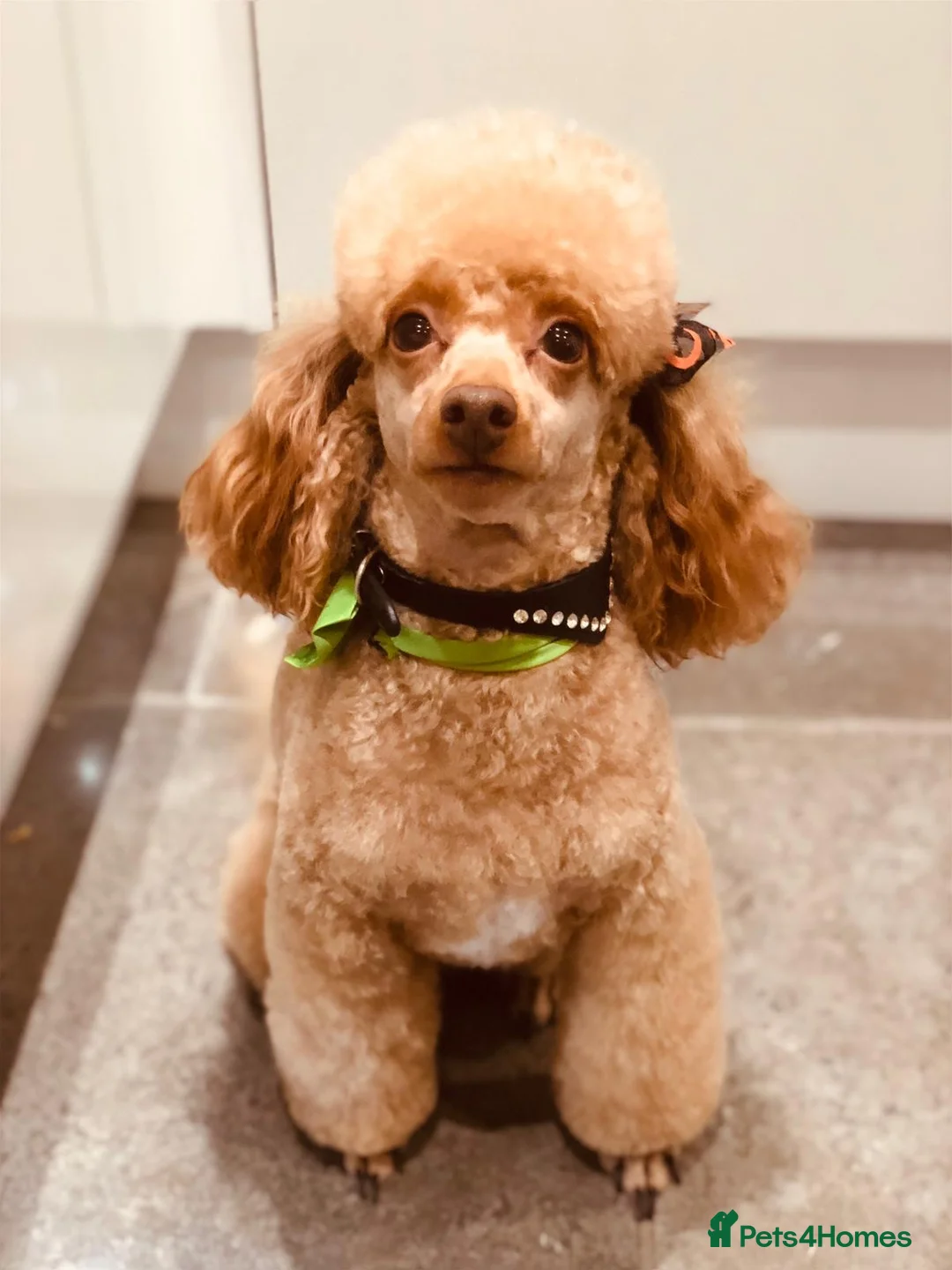 Toy Poodle dogs for stud: RED KC REG EXTENSIVELY HEALTH TESTED POODLE STUD in Hoddesdon - Advert 2