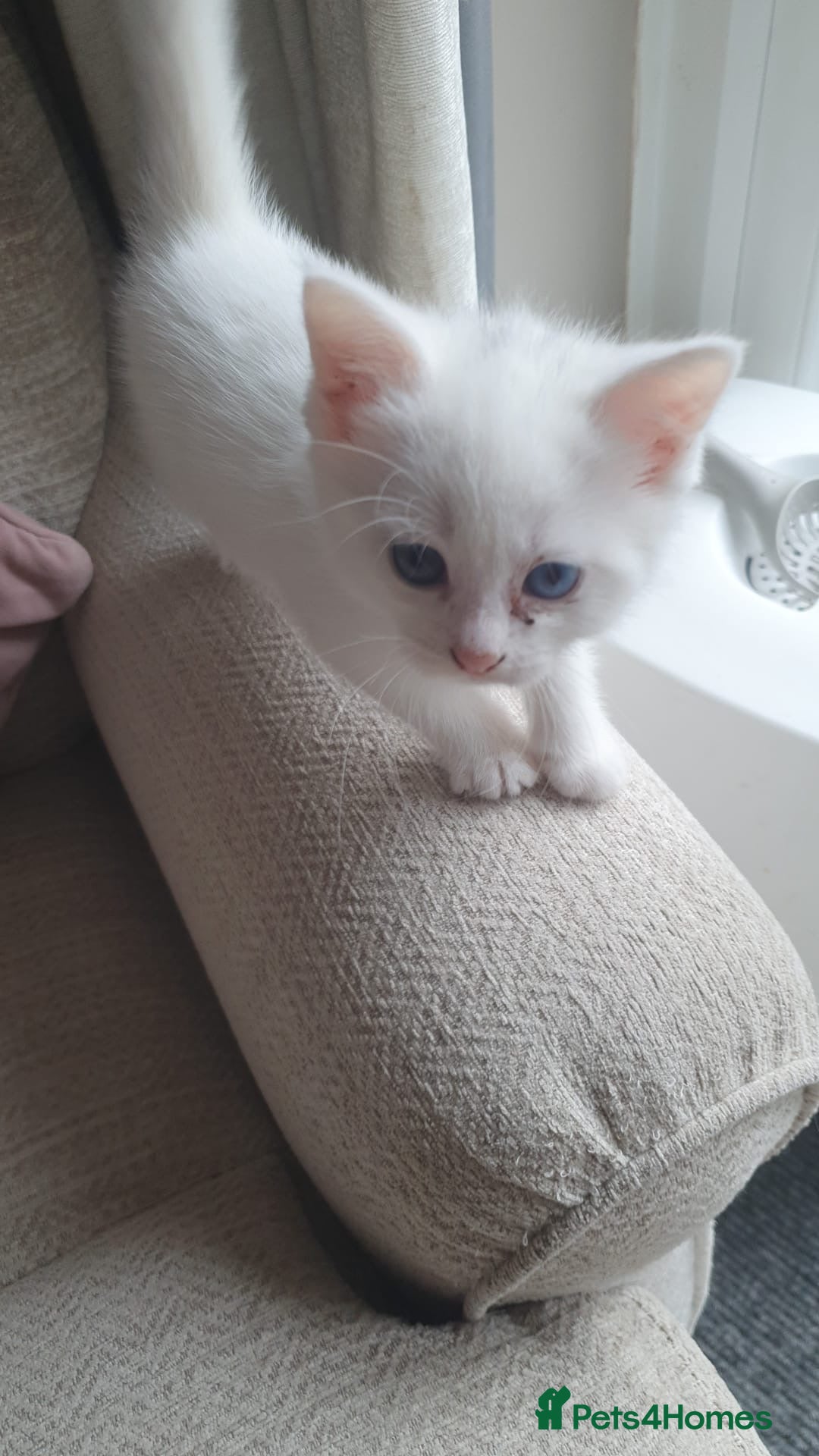 Mixed Breed cats White kittens. - Advert 1