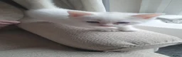 Mixed Breed cats for sale: White kittens. - Advert 1