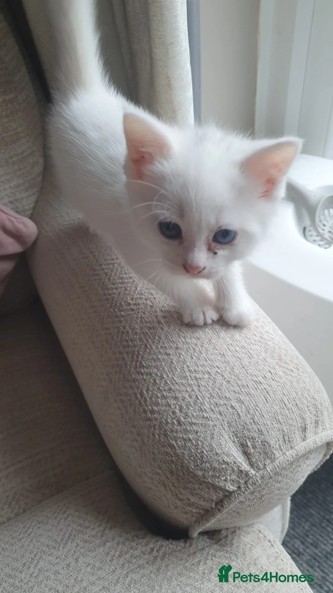 Mixed Breed cats for sale: White kittens. - Advert 1