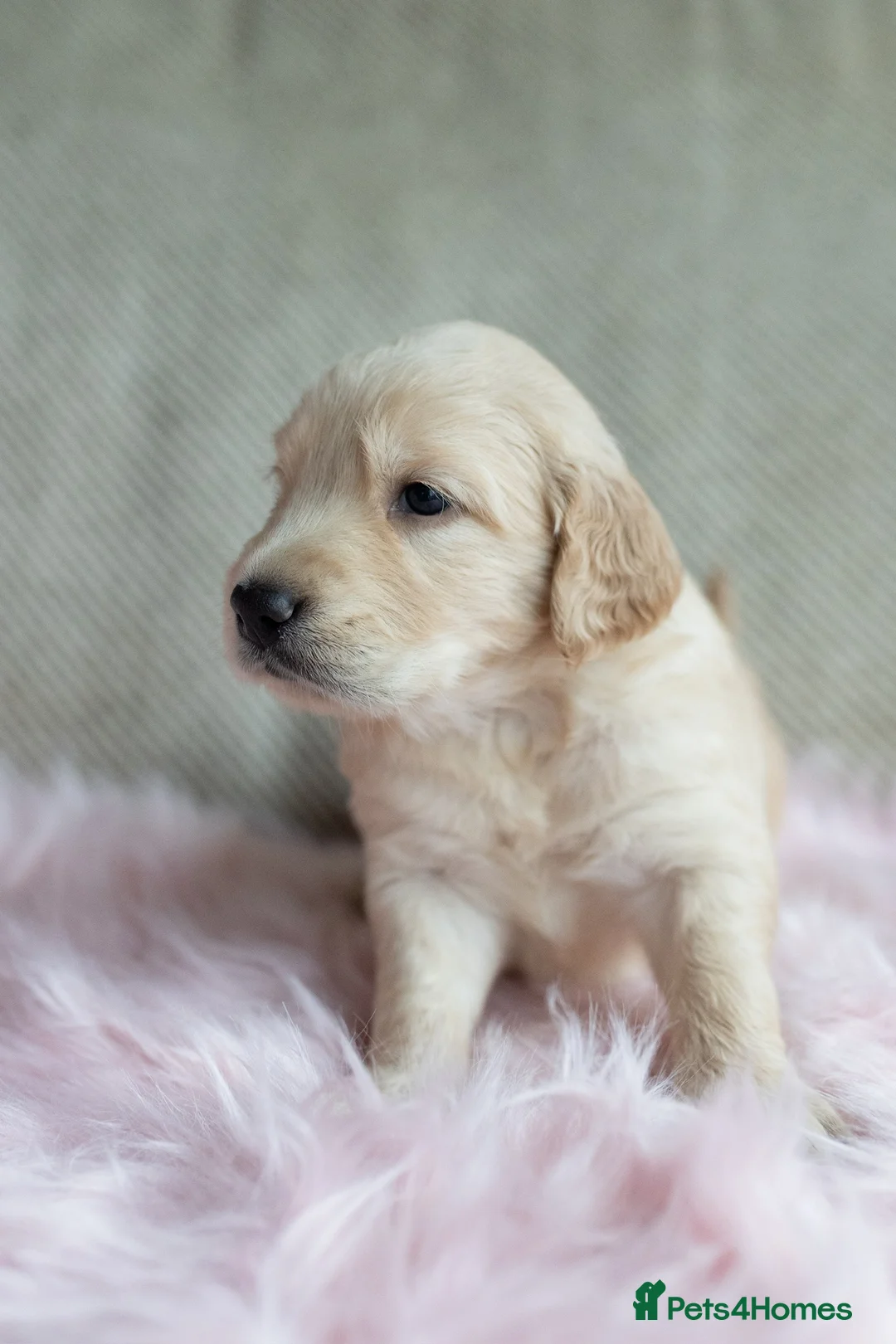 Mixed Breed dogs for sale: Mini Golden retriever ( Dakota sport retriever) - Advert 31