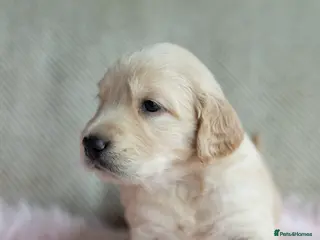 Mixed Breed dogs Mini Golden retriever ( Dakota sport retriever) - Advert 16