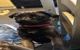 Pug dogs for sale: Pugs for sale - Image 7