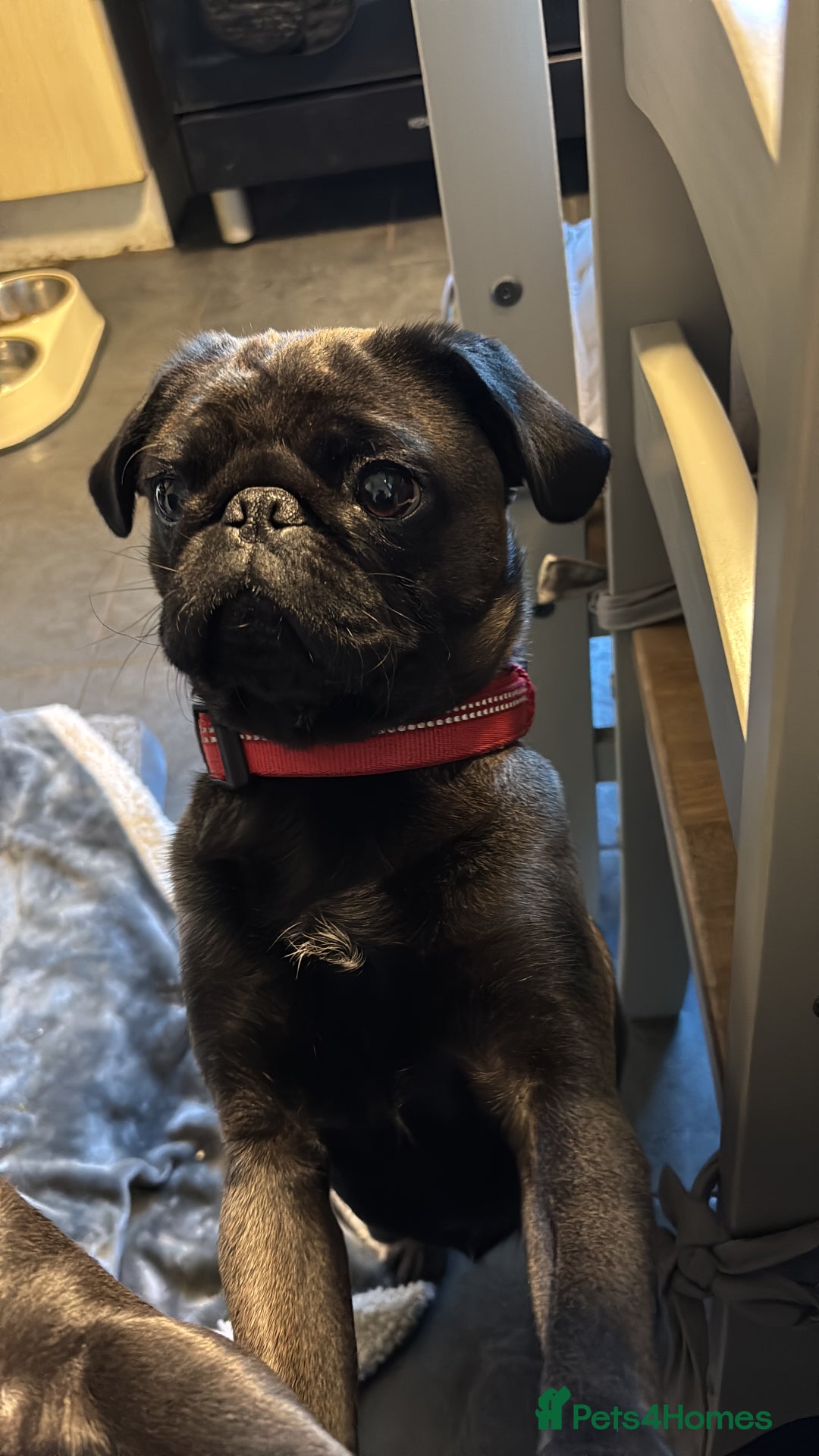 Pug dogs for sale: Pugs for sale - Image 7