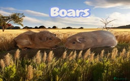 Guinea Pig rodents for sale: Guinea Pigs Boars & Sows from Show Stock Satins in Atherstone - Image 4