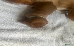 Cavalier King Charles Spaniel dogs for sale: 6 Ruby Puppies!! - Image 8