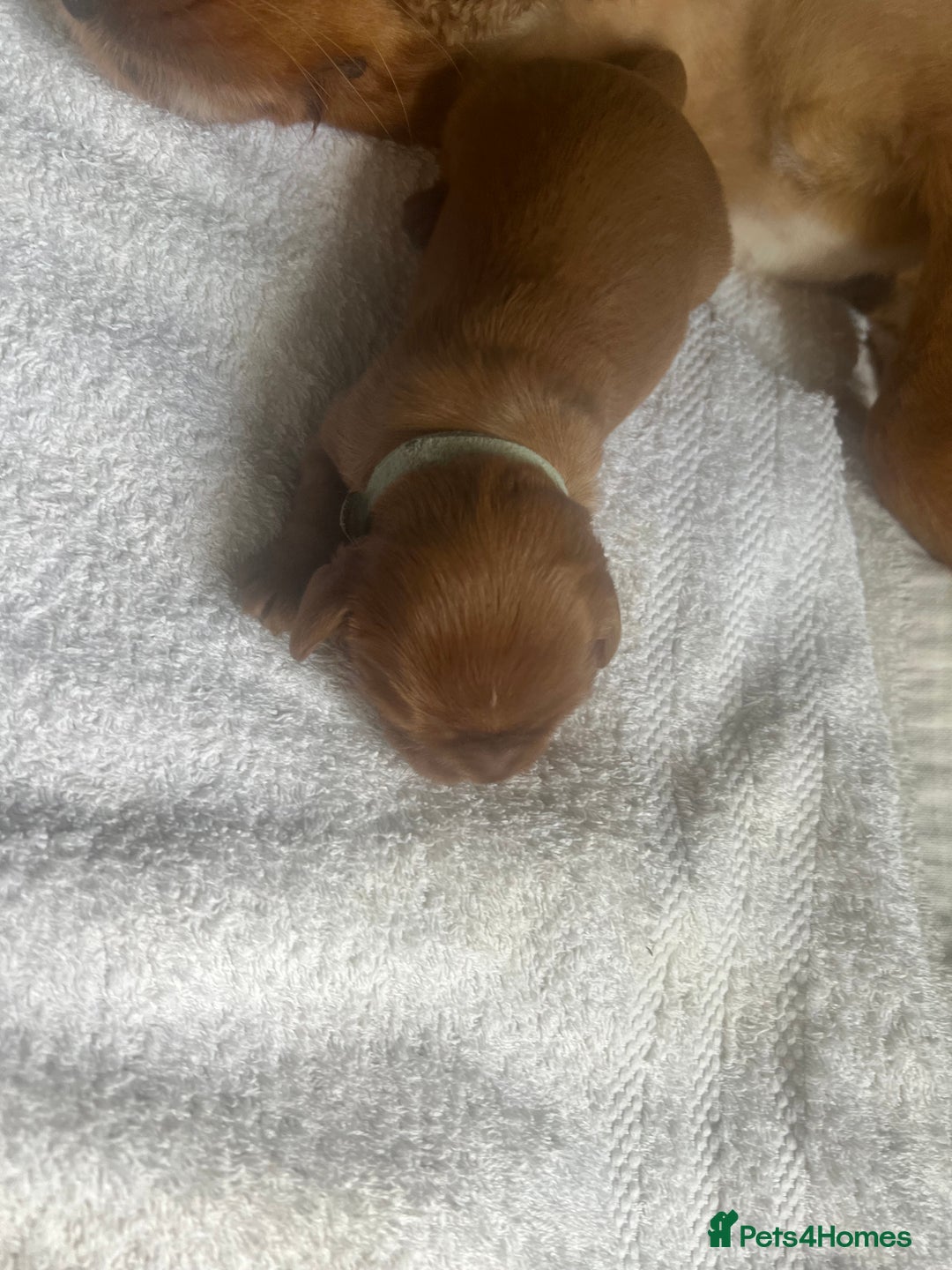 Cavalier King Charles Spaniel dogs for sale: 6 Ruby Puppies!! - Image 8