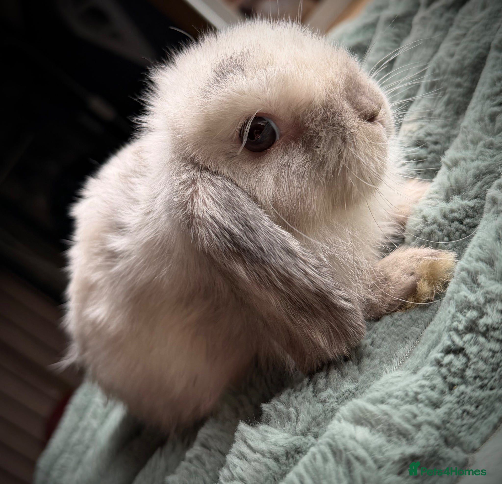 Mini Lop rabbits Mini Lop Rabbits (READY NOW) - Advert 2