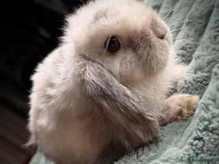 Mini Lop rabbits Mini Lop Rabbits (READY NOW) - Advert 2