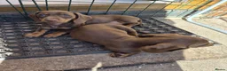 Dachshund dogs for sale: 2 extra mini daschunds in Bolton  - Advert 2