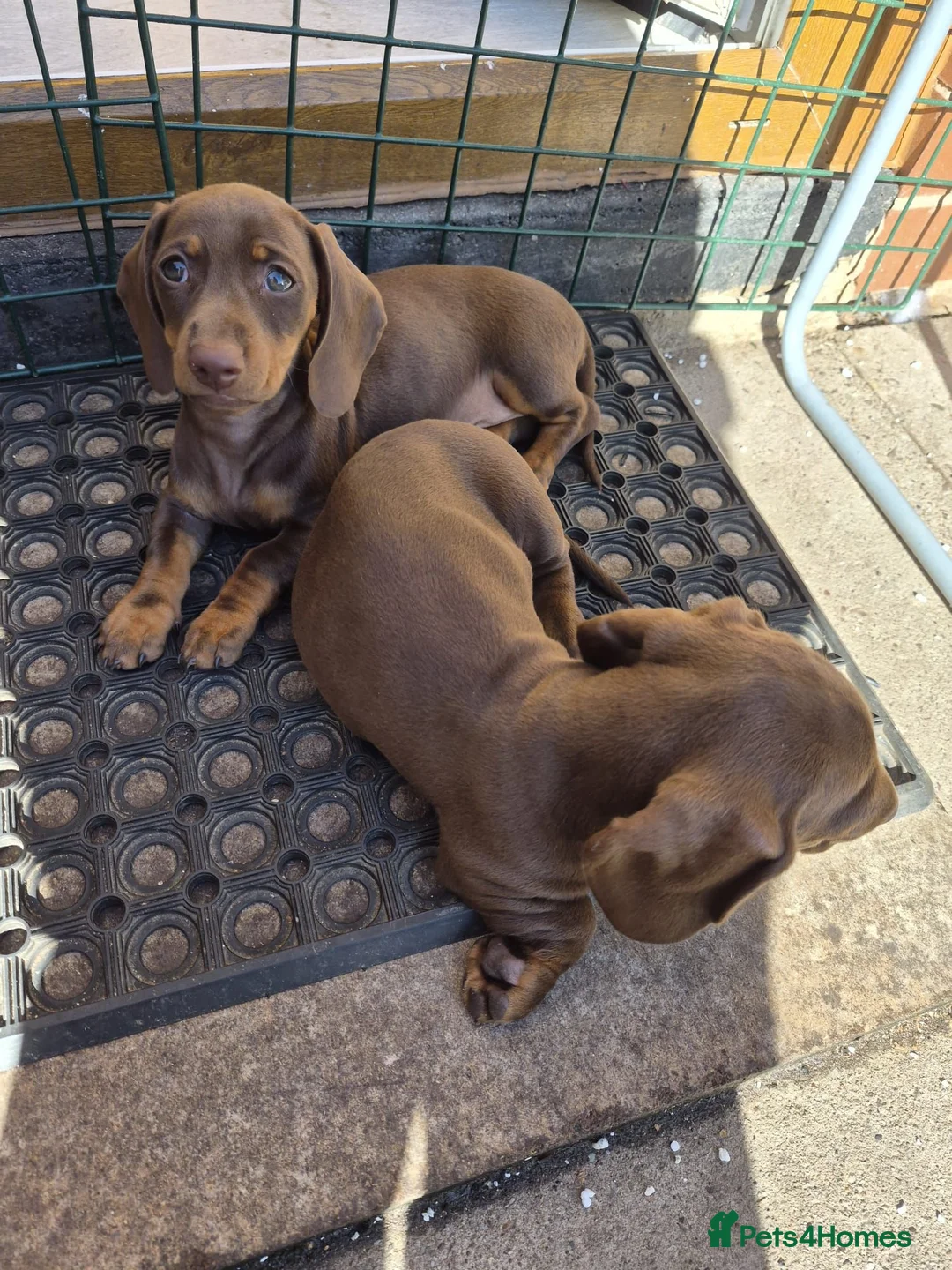 Dachshund dogs for sale: 2 extra mini daschunds in Bolton  - Advert 2