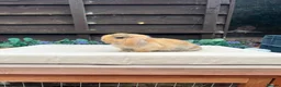 Mini Lop rabbits for sale: Pure bred mini lops - Advert 5
