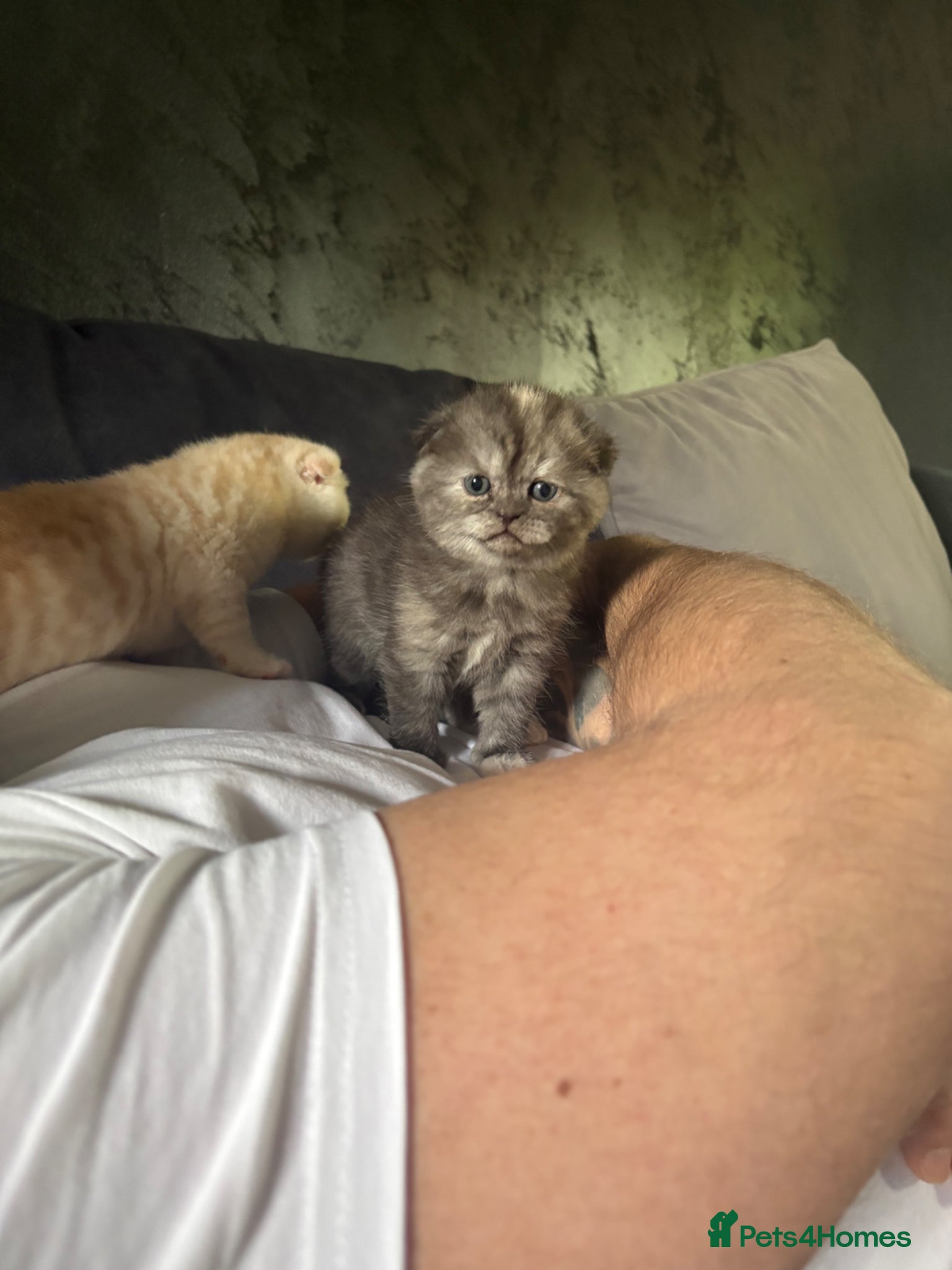 Scottish Fold cats Adorable 5 Scottish Fold Kittens - Advert 7